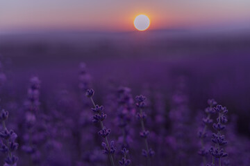 Lavender flower field. Violet lavender field sanset close up. Lavender flowers in pastel colors at...