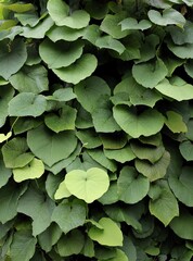 green leaves of  Aristolochia macphylla-Echinocystid loped plant at spring in the garden