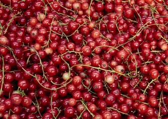 clusters of tasty red currants from garden in summer close up