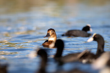 Swimming duck. Nature background. Common Pochard. (Aythya ferina).