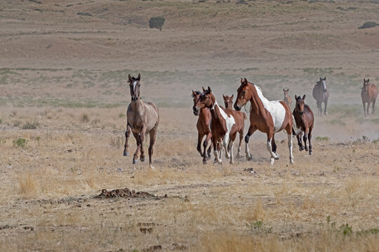 Wild horses running in desert