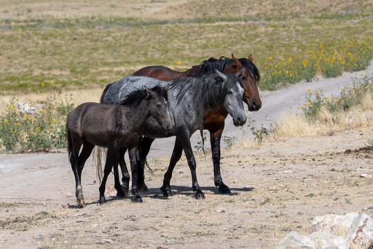 three wild horses in desert