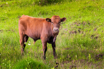 brown calf looks into the camera while standing on the green grass. bull calf on the farm outdoors, close-up