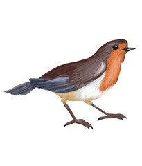 Watercolor Robin bird. Realistic illustration