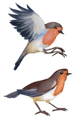 Watercolor Robin bird with spread wings in flight Set