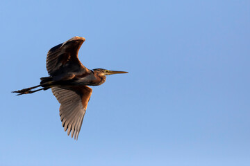 Obraz premium Flying heron. Sky background. Bird: Purple Heron. (Ardea purpurea)