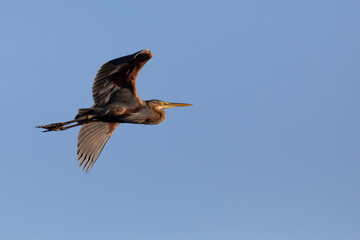 Flying heron. Sky background. Bird: Purple Heron. (Ardea purpurea)