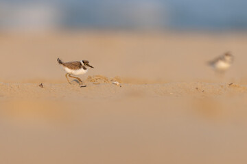 Waders or shorebirds, little ringed plover chick.