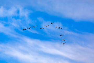 Flying birds. Blue sky background. Birds: Great Cormorant. (Phalacrocorax carbo)
