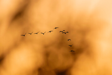 Flying birds. Sunset sky background. Birds: Great Cormorant. (Phalacrocorax carbo)