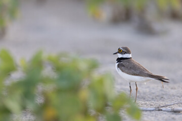 Waders or Shorebirds, female of little ringed plover.