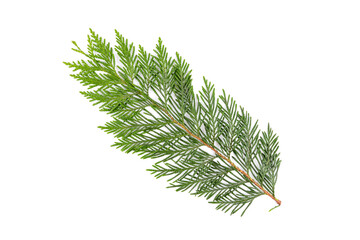 Green thuja branch isolated on white background. Item for packaging, design, mockup.
