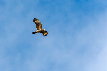 The flight of Yellow-headed Caracarat also know as Carrapateiro. Species Milvago chimachima. Animal world. Bird lover. Birdwatching. Birding.