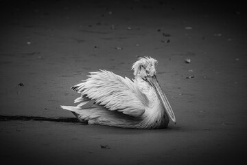 frizzy head pelican at zoo Leipzig