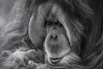 Orang Utan at zoo Leipzig