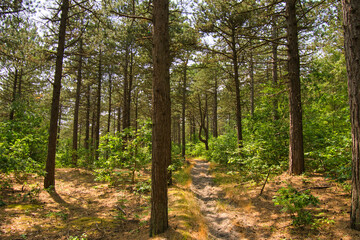 Obraz premium Schoorlschen Dünen in Noordholland