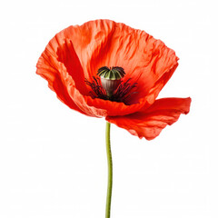 red poppy flower isolated on white background. Generative AI