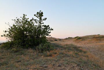 Fototapeta na wymiar ein strauch am rand des strandes in nessebar, bulgarien , bei sonnenaufgang