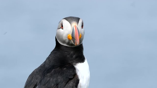 Atlantic puffin on Lunga Island, Treshnish Isles, Scotland, UK