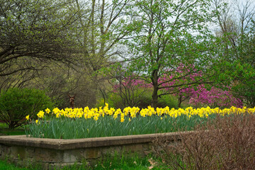 Naklejka premium A raised bed of daffodils, with pink magnolias visible in the background, adds vibrant color on a gray day in a Cleveland Ohio cemetery