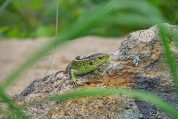 The sand lizard (Lacerta agilis) on a rock close-up. Beautiful reptile in natural habitat