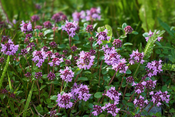 The herb Thymus serpyllum, Breckland thyme. Breckland wild thyme, creeping thyme, or elfin thyme blossoms close up. Natural medicine. Culinary ingredient and fragrant spice in habitat