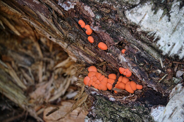 Lycogala epidendrum, commonly known as wolf's milk or groening's slime on a rotting birch trunk