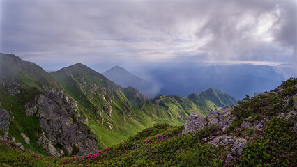 Dramatic mountain landscape on a foggy morning. Pink flowers of the Carpathian rhododendron stand...