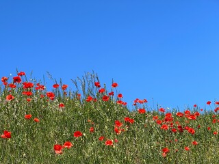 Poppy red flowers field with blue sky.