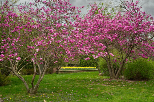 Flowering magnolias and daffodils in the distance brighten up a gray day in Cleveland's Lake View Cemetery.