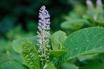 Flowers of Phytolacca americana, also known as American pokeweed, pokeweed, poke sallet,...
