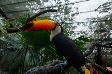 Close-Up of Toucan in Captivity Depicting Natural Environment