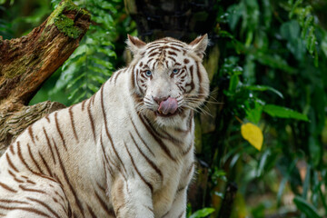 A photo of a white tiger in captive setting