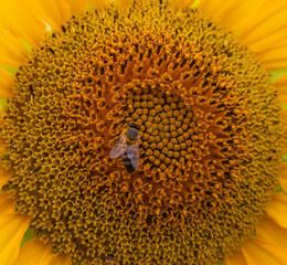 African honey bee on sunflower in Western Cape South Africa