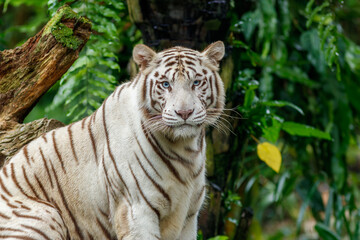 A photo of a white tiger in captive setting
