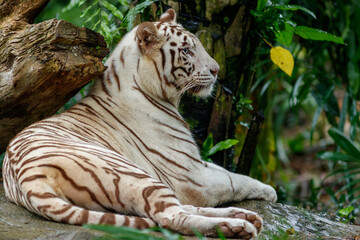 A photo of a white tiger in captive setting