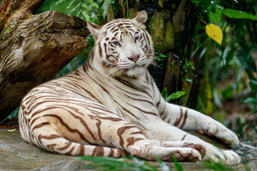 A photo of a white tiger in captive setting