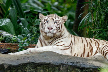 A photo of a white tiger in captive setting