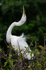 Egret in Mating Posture
