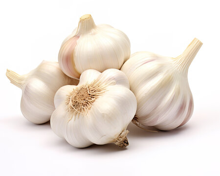 Elephant garlic