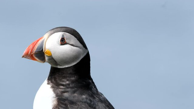 Atlantic puffin on Lunga Island, Treshnish Isles, Scotland, UK