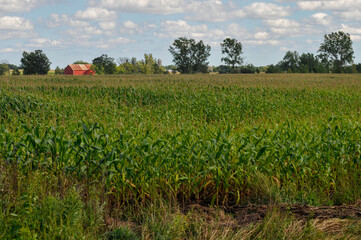 Fototapeta na wymiar Red Barn In The Distance With A Green Cornfield In The foreground in Summer