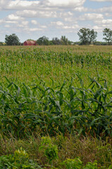 Red Barn In The Distance With A Green Cornfield In The Foreground in Summer