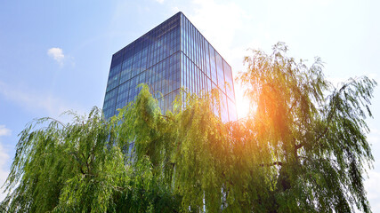 Eco architecture. Green tree and glass office building. The harmony of nature and modernity. Reflection of modern commercial building on glass with sunlight. 