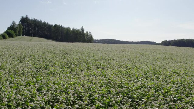 Buckwheat field on a sunny morning. Large fields in the morning sun, near the forest. Buckwheat honey, hives and bees producing buckwheat honey.