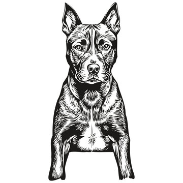 American Staffordshire Terrier dog ink sketch drawing, vintage tattoo or t shirt print black and white vector realistic breed pet
