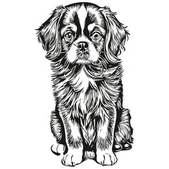 English Toy Spaniel dog face vector portrait, funny outline pet illustration white background realistic breed pet