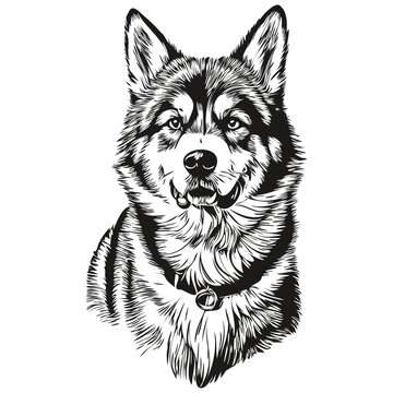 Malamute dog hand drawn logo drawing black and white line art pets illustration