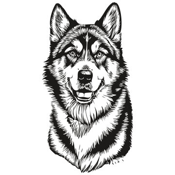 Malamute dog vector face drawing portrait, sketch vintage style transparent background
