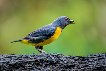 Blue-and-Gold Tanager, Bangsia arcaei, A Glimpse of Costa Rica's Vibrant Avian Beauty